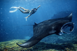 Manta Point Nusa Penida snorkeling with manta rays